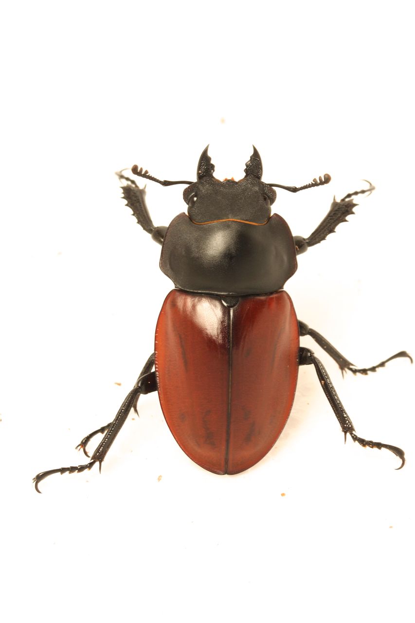 ニティドゥスマルバネクワガタ飼育記 : オオカブトの部屋