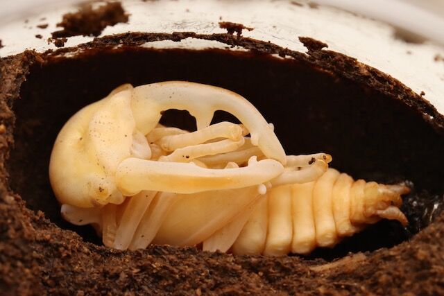 アラガールホソアカクワガタ飼育記 3〜4サイクル目 大歯型羽化 アラガールホソアカクワガタ飼育記 3〜4サイクル目 大歯型羽化
