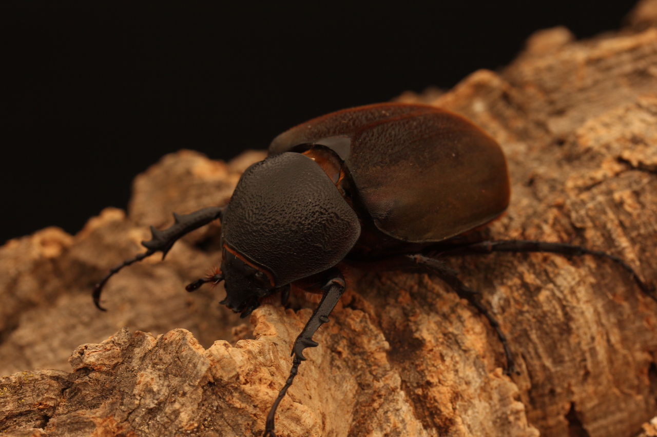 コーカサスオオカブト飼育記 : オオカブトの部屋