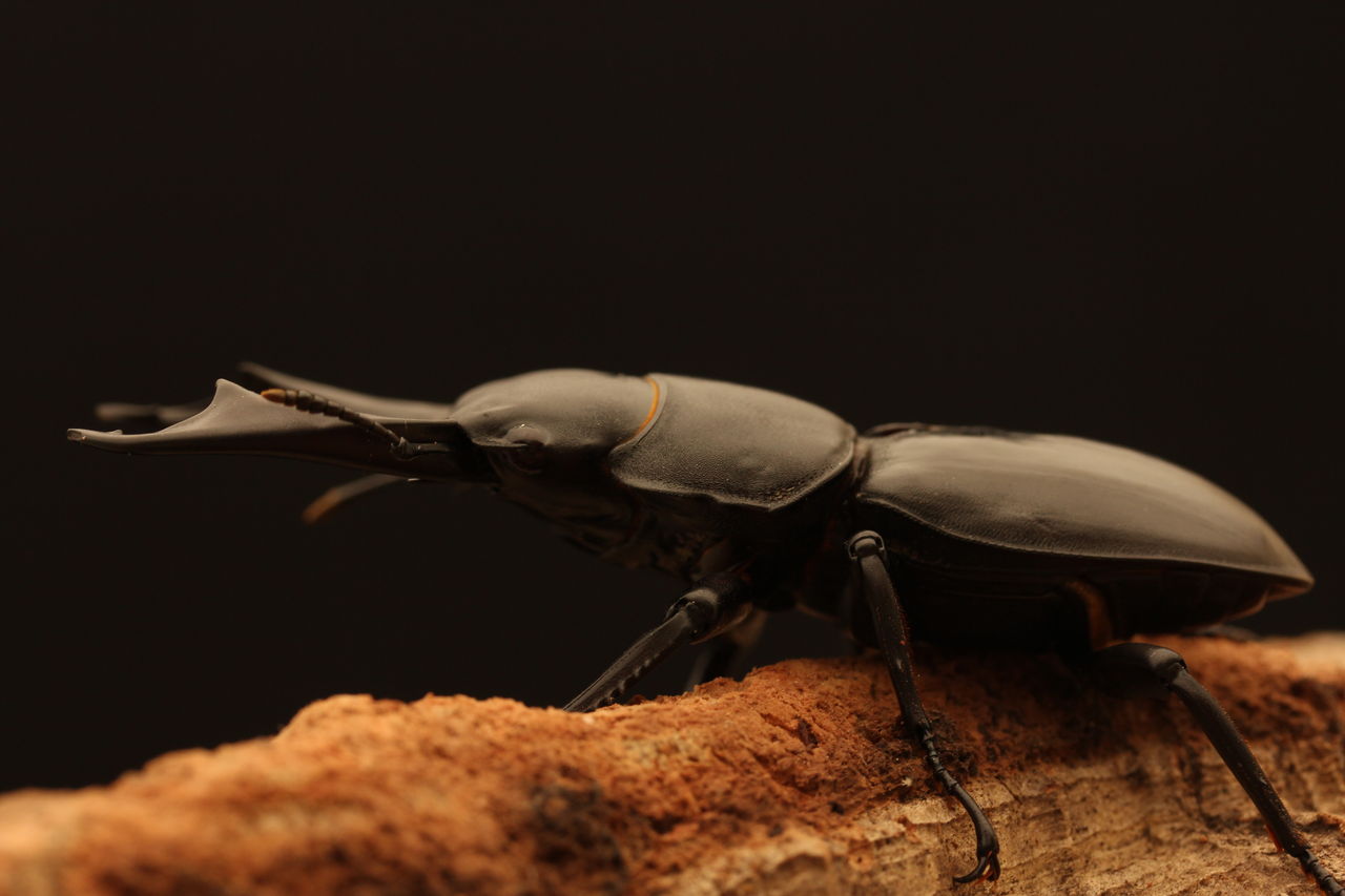 クワガタ　ジオラマ　シェンクリングオオクワガタ シェンクリングオオクワガタ 成虫 ♂70〜74mm ペア プレゼント