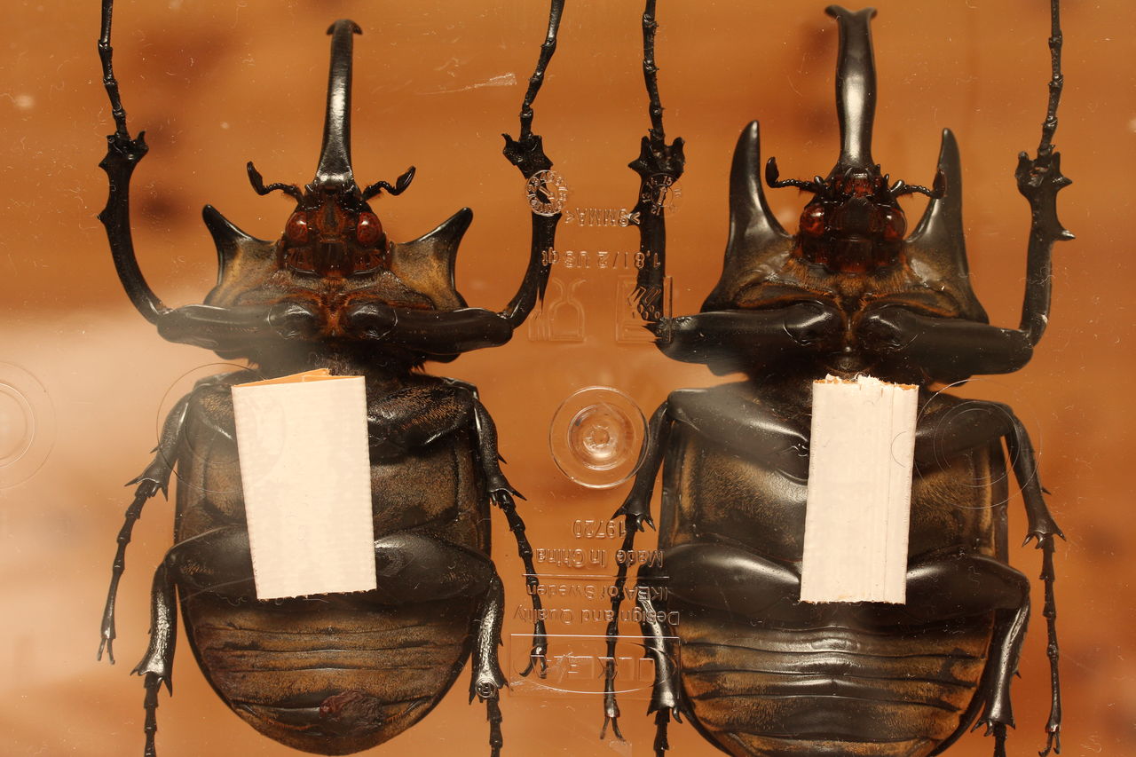 お手軽激安標本箱 : オオカブトの部屋