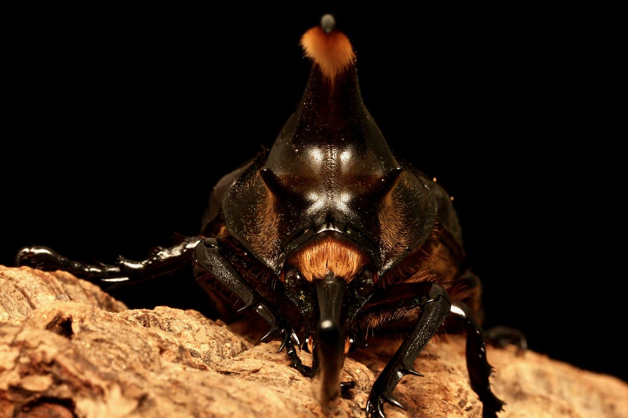 ネプチューンオオカブト飼育記 羽化・羽化・羽化〜 : オオカブト ネプチューンオオカブト飼育記 羽化・羽化・羽化〜 : オオカブト