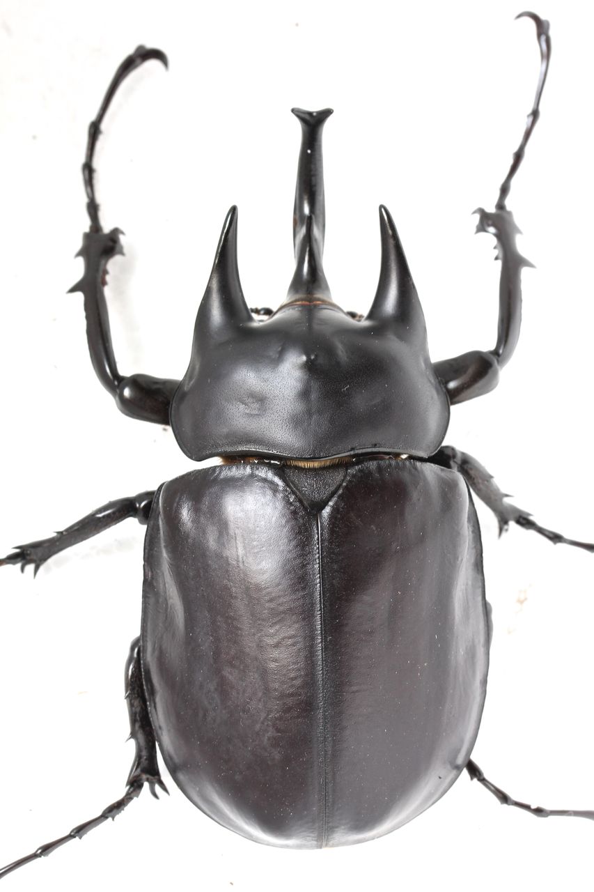 アクティオンゾウカブト飼育記 羽化ラッシュ : オオカブトの部屋