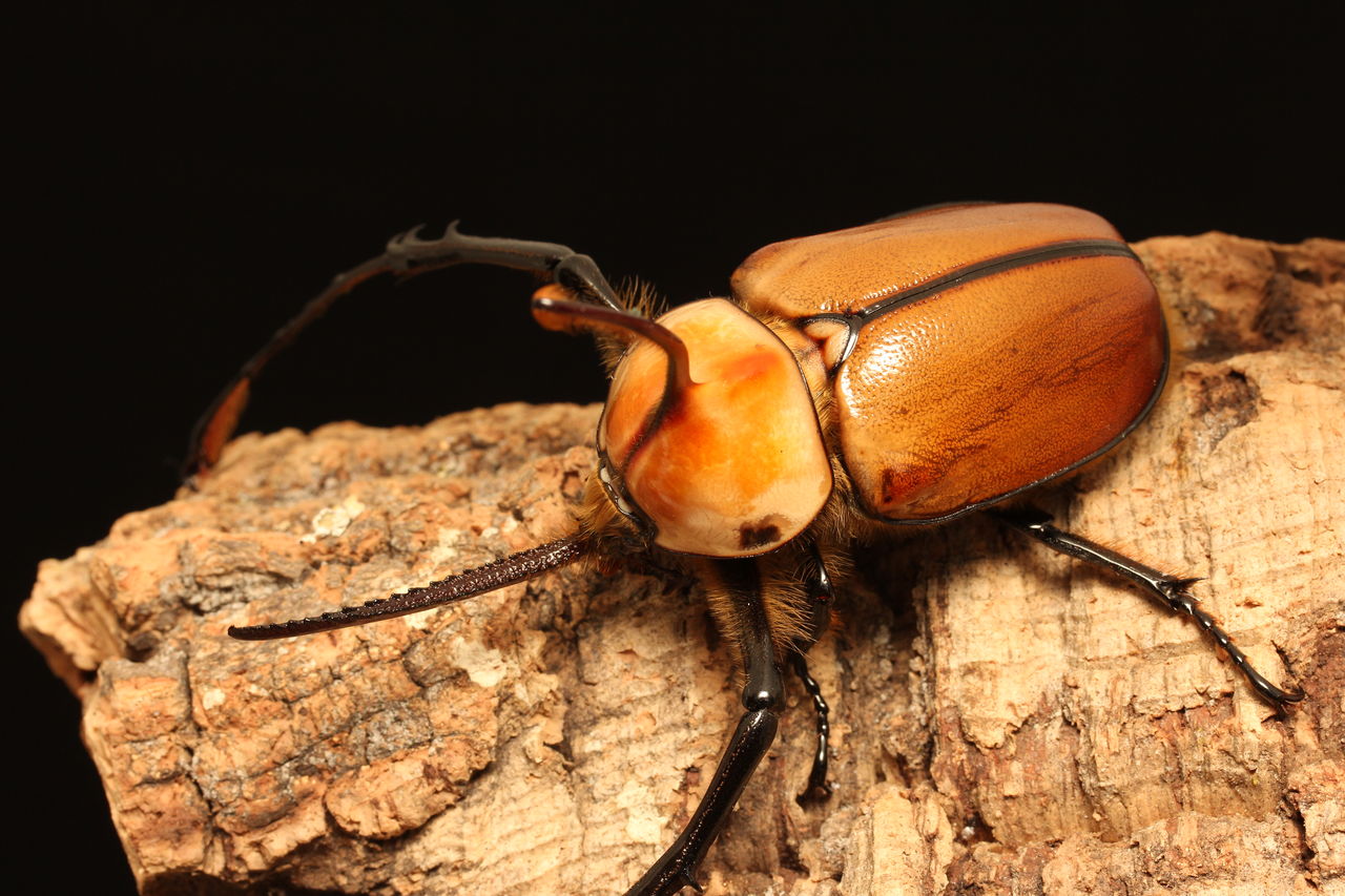 標本 完品 特大 62mm ゴロファ ポルテリ Golofa porteri 5621deba8a18b839c7a4321764bb05