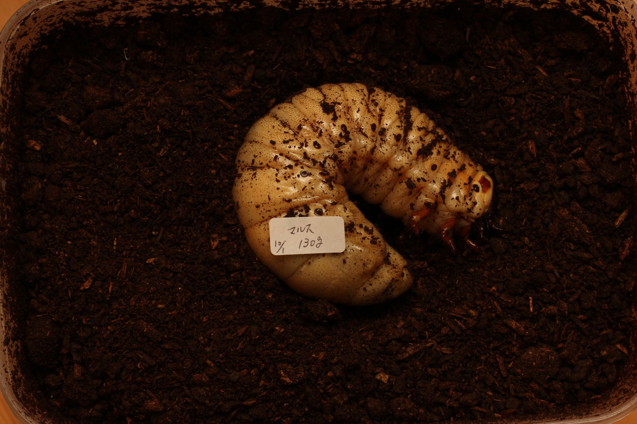マルスゾウカブト飼育記 : オオカブトの部屋