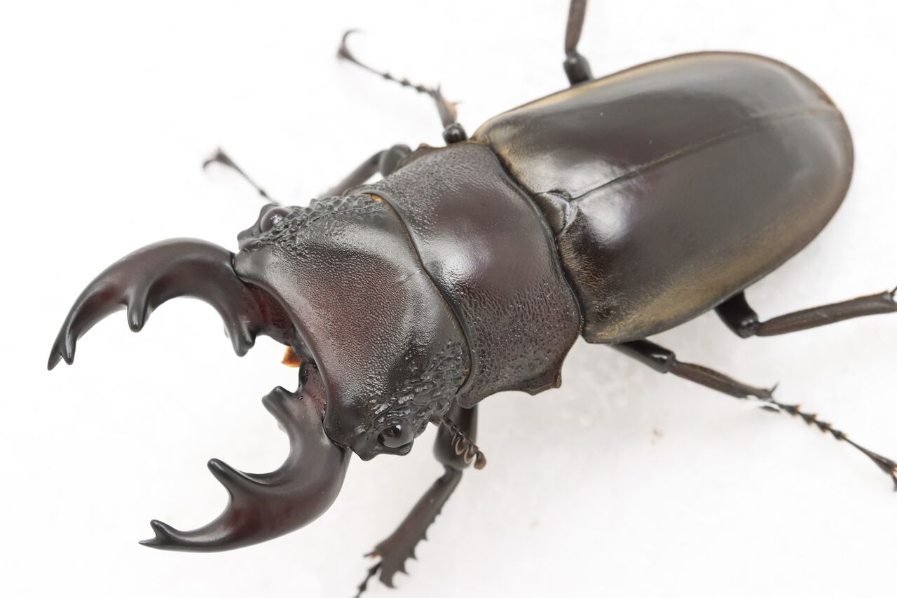 ルマウィノコギリクワガタ 飼育記 オオカブトの部屋 ルマウィノコギリクワガタ 飼育記 オオカブトの部屋