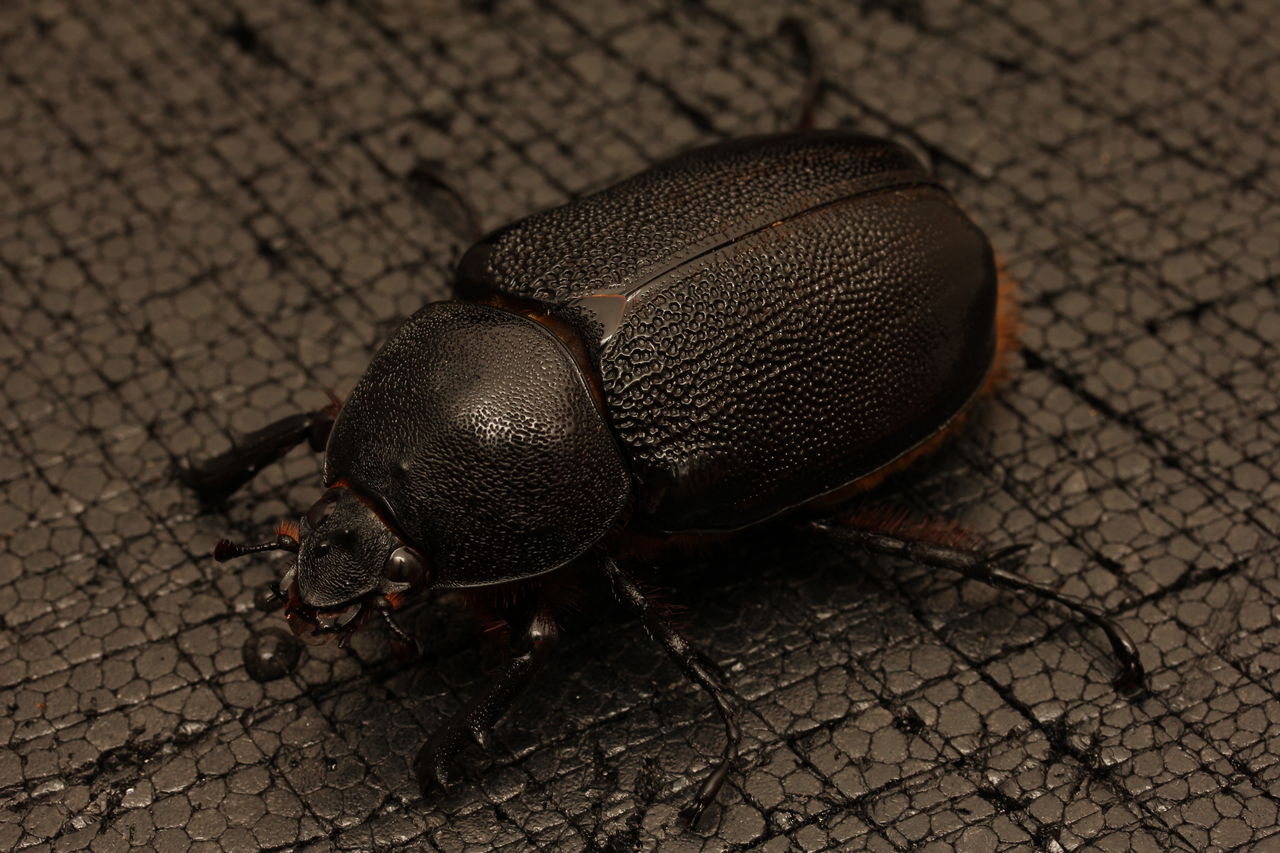 ネプチューンオオカブト ブリード開始 オオカブトの部屋 ネプチューンオオカブト ブリード開始 オオカブトの部屋