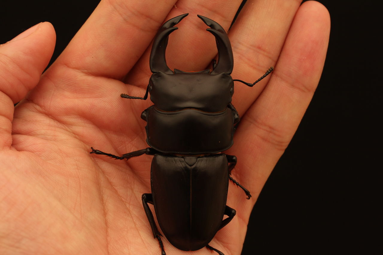 【koijinkunn様とお話し中‼️】オオクワガタ【オススメ川西個体】 koijinkunn様とお話し中‼️】オオクワガタ【オススメ川西個体】