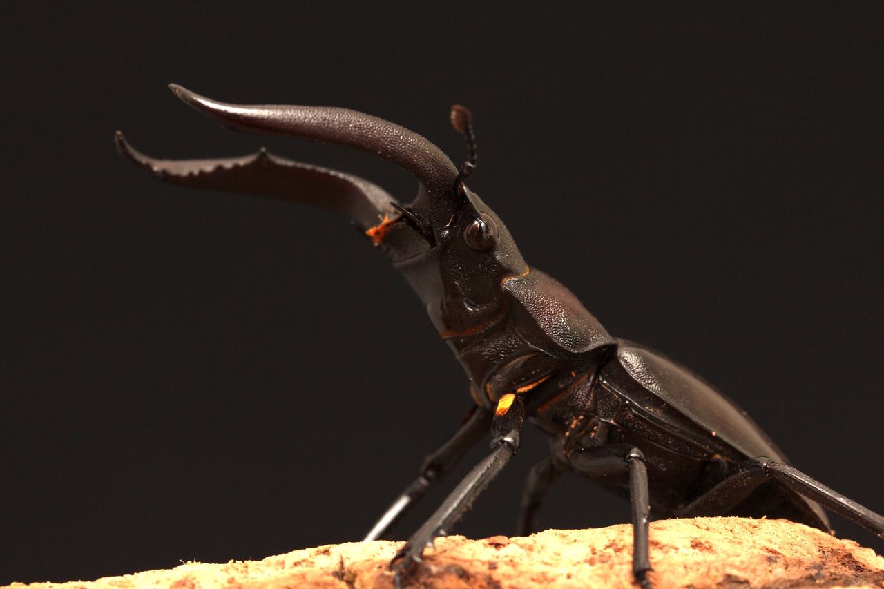 マンディブラリスフタマタクワガタ飼育記 オオカブトの部屋 マンディブラリスフタマタクワガタ飼育記 オオカブトの部屋