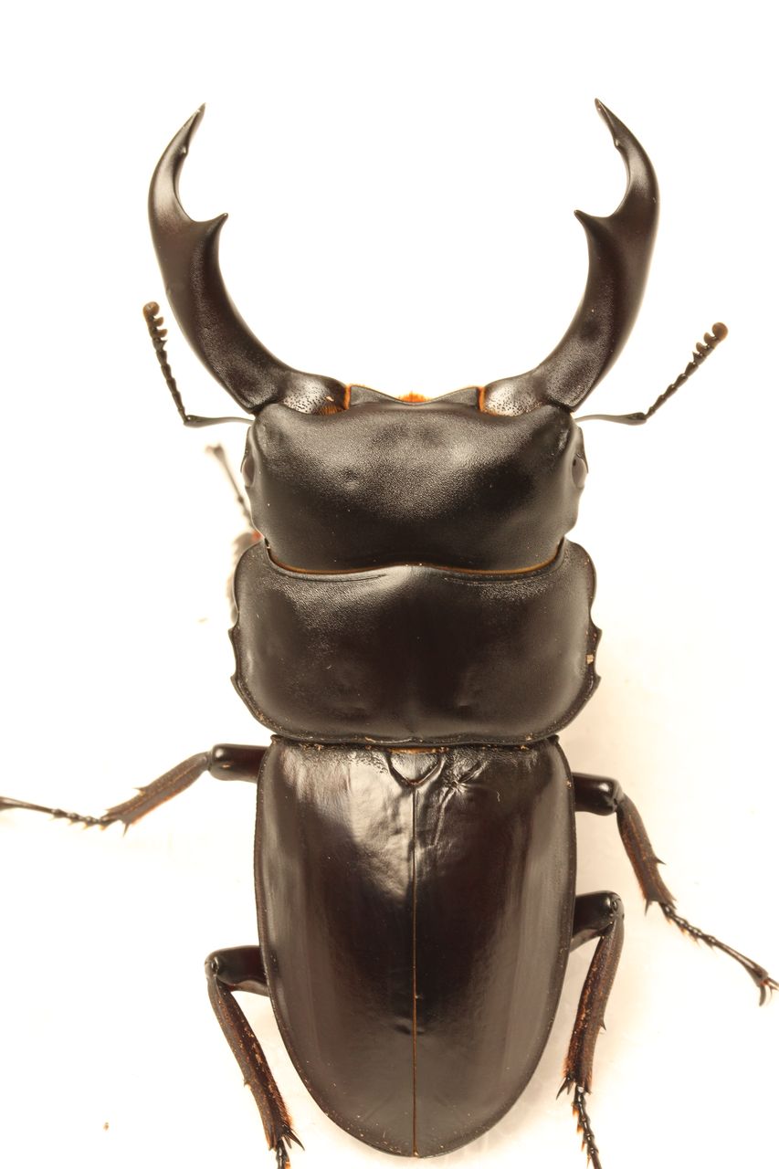 標本　タイワンオオクワガタ　雌雄モザイク　ブリード品 標本 タイワンオオクワガタ 雌雄モザイク ブリード品