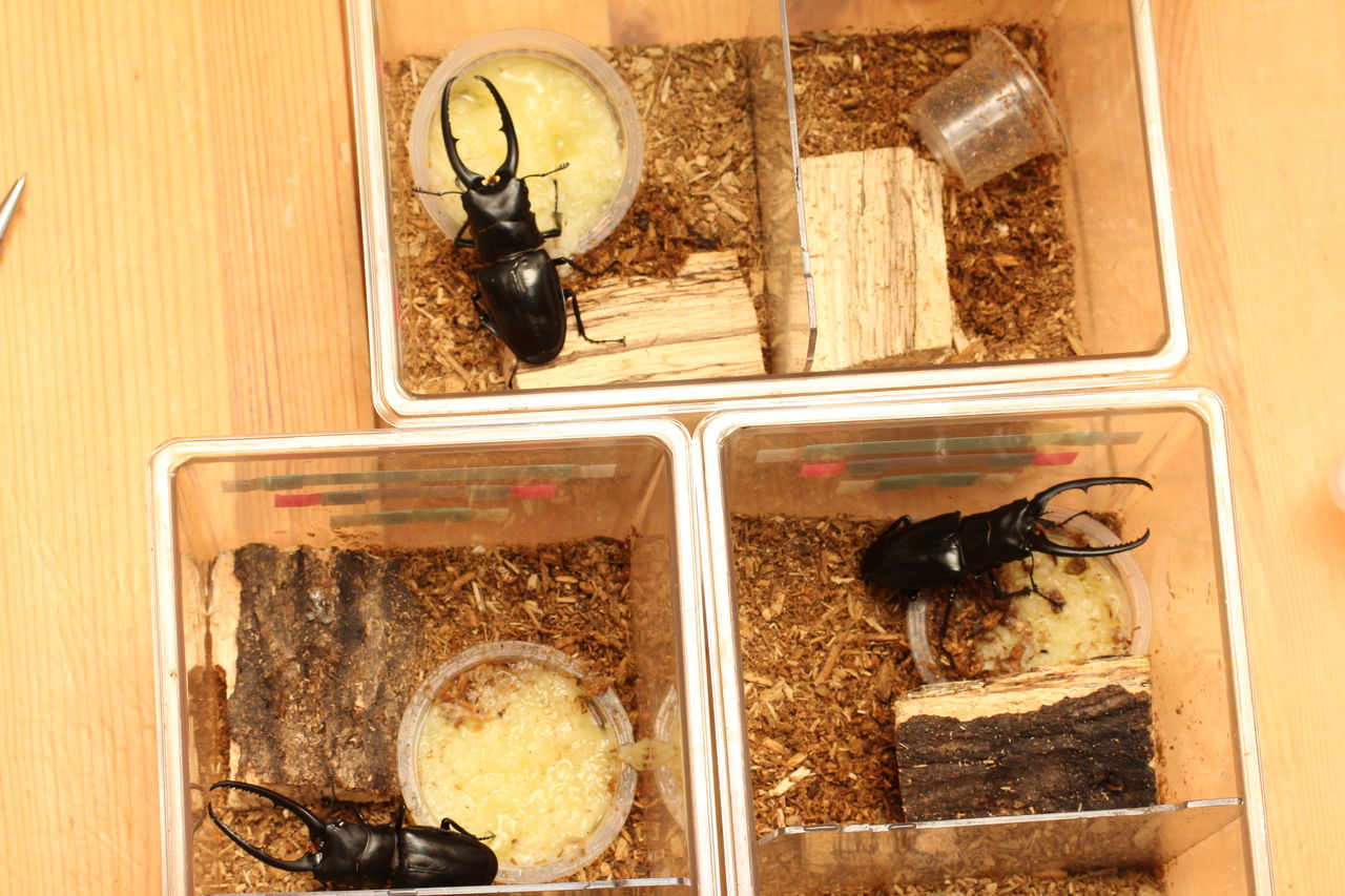 コンフキウスノコギリクワガタ飼育記 : オオカブトの部屋 コンフキウスノコギリクワガタ飼育記 : オオカブトの部屋