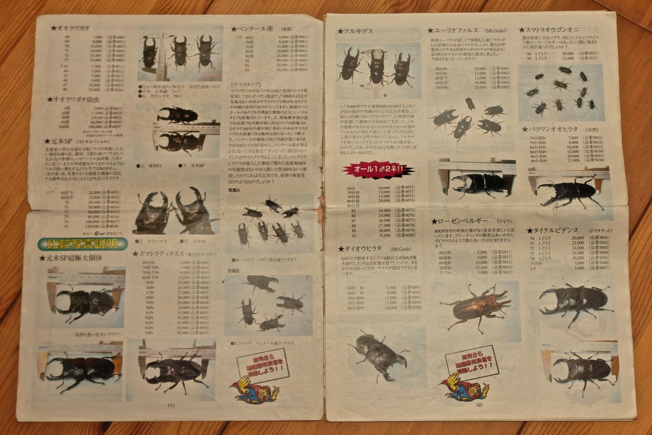 7周年記念イベントが KUWATA 創刊号等12冊 クワガタ カブトムシ専門誌