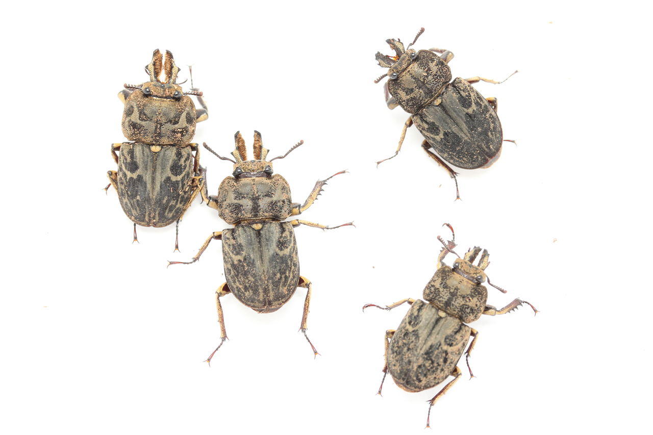 ◆澄◆ 真作保証 長縄士郎 「花と蝶」 肉筆日本画10号 共シール [V173]PS/6GY/(160) HELLY HANSEN◇リュック&frasl;ポリエステル&frasl;NVY&frasl;無地