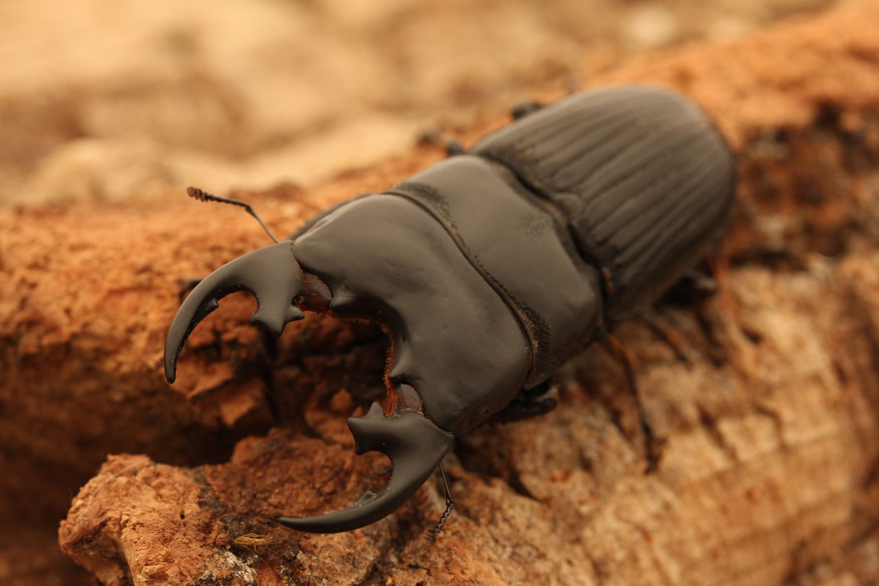 プラティオドンネブト4ペア 未使用　超爆産セット　兄弟には50㎜が出ています。 プラティオドンネブト飼育記 大型個体羽化 : オオカブトの部屋