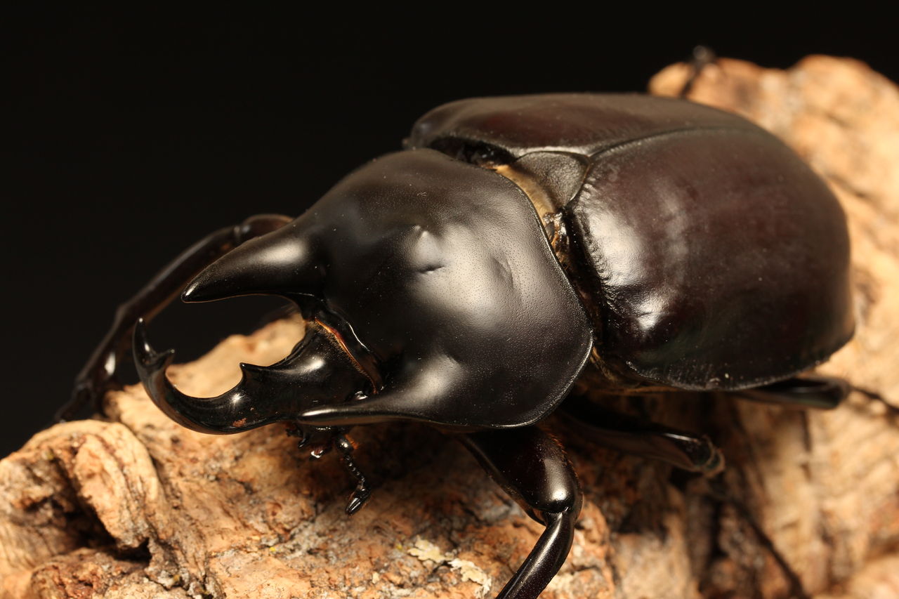 アクティオンゾウカブト飼育記 羽化ラッシュ : オオカブトの部屋