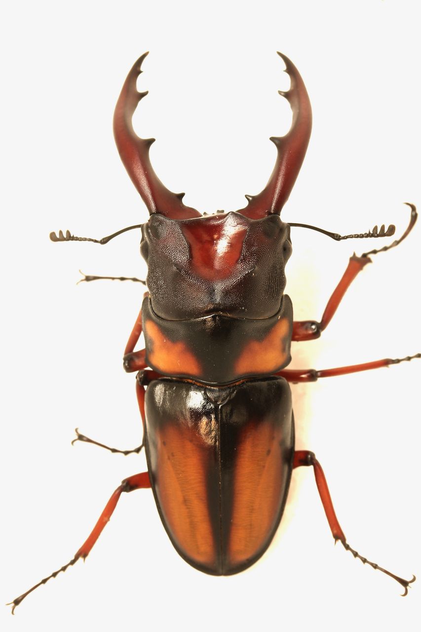ミラビリスノコギリクワガタ飼育記 2世代目〜4世代目 : オオカブトの部屋