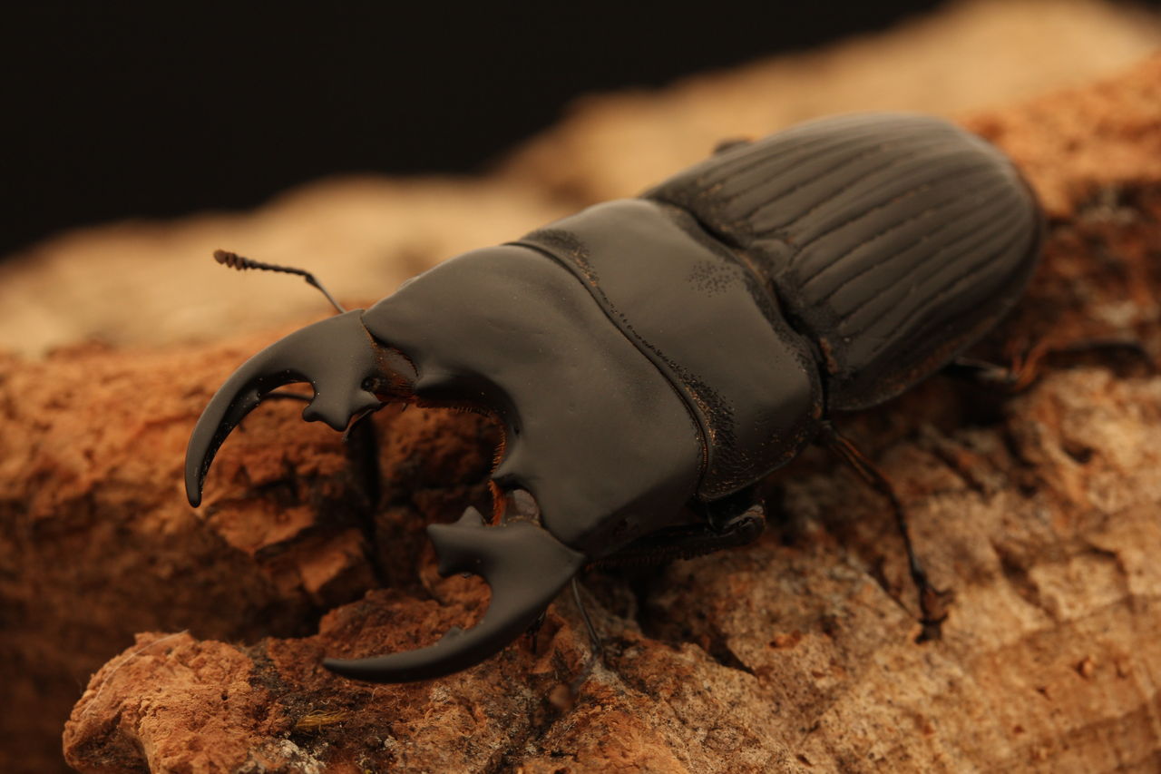 【♂♂♀♀2ペア】プラティオドンネブトクワガタ プラティオドンネブトクワガタ/レオポルディ（インドネシア パプア州