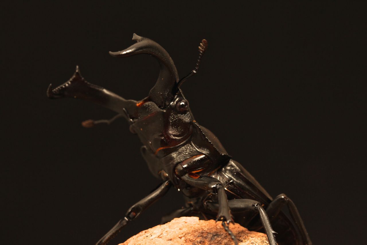 マキシカクワガタ飼育記 : オオカブトの部屋