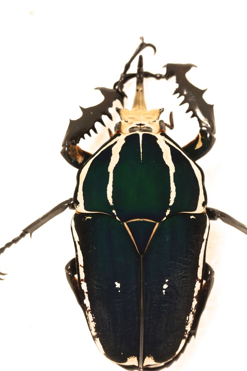 ウガンデンシス飼育記 まとめ : オオカブトの部屋