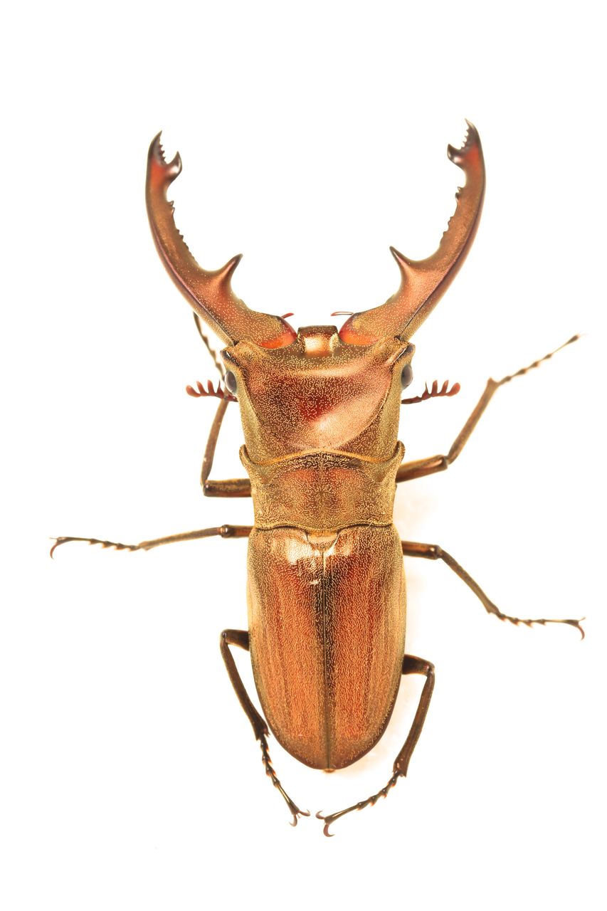 ズベールホソアカクワガタ飼育記 割り出し〜羽化〜産卵セット