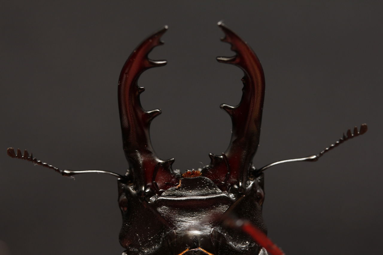 タンザニア産　ウムハンノコギリクワガタ　63mm 31mm ウムハンノコギリクワガタ飼育記 : オオカブトの部屋