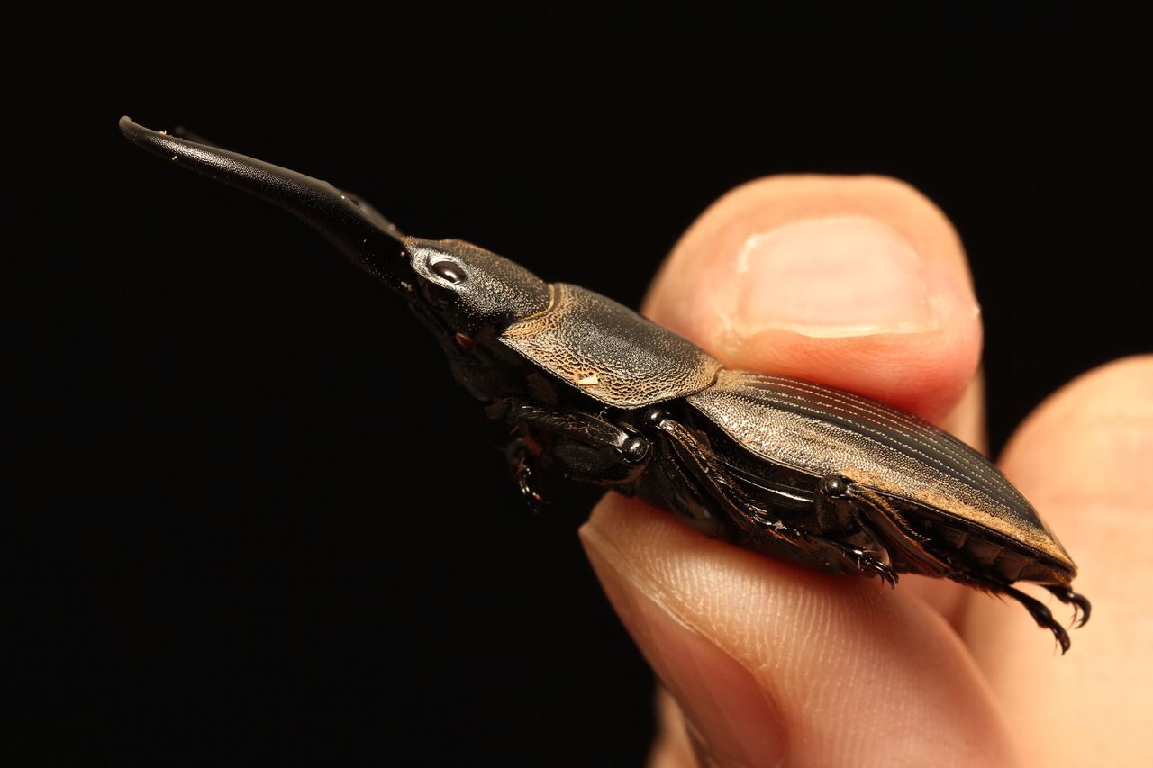 クーランネブト飼育記 : オオカブトの部屋