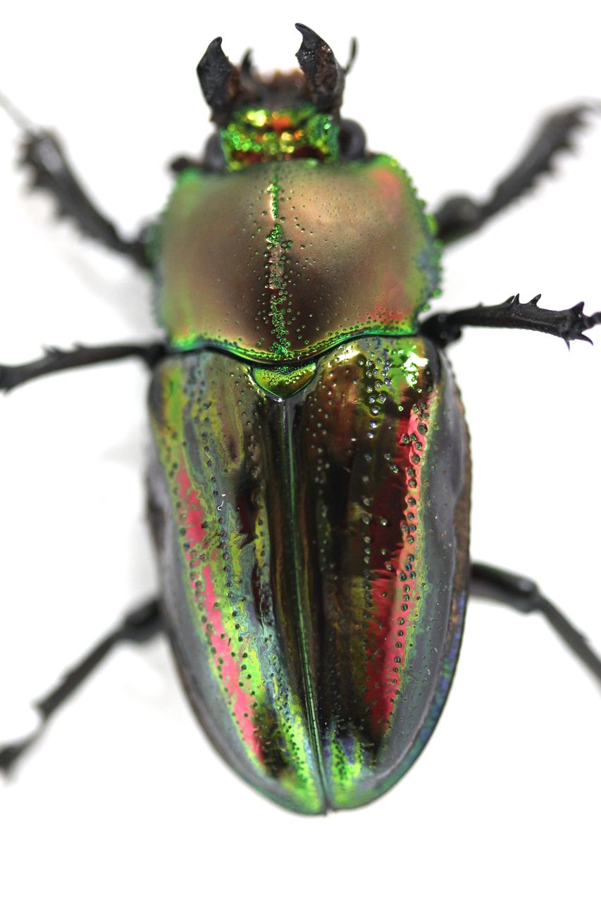 ★☆ニジイロクワガタ　ブルー交尾済み　未使用　☆★ 2025年最新Yahoo!オークション -ニジイロクワガタ ブルーの中古品