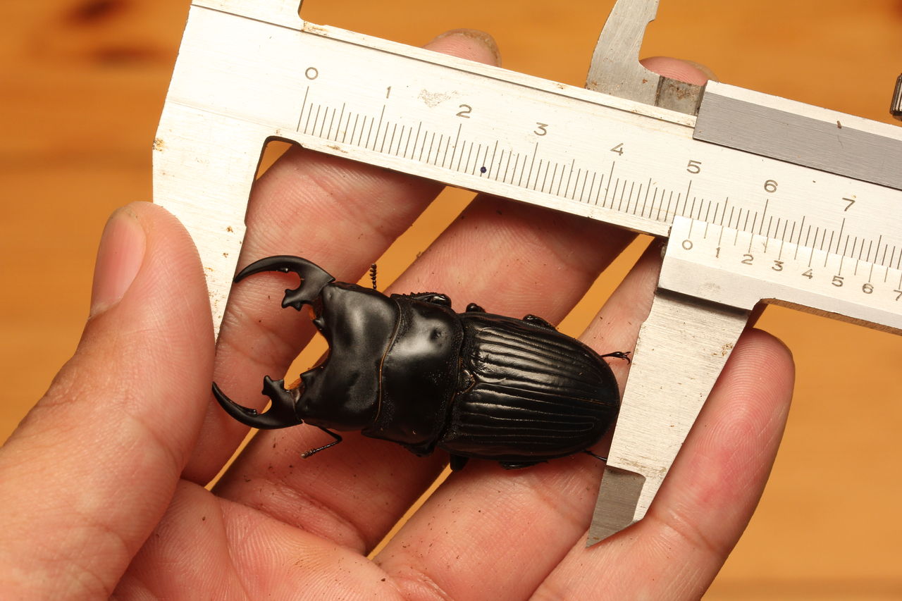 プラティオドンネブト飼育記 50mmup羽化 雌雄モザイク羽化 裏ちびレコード オオカブトの部屋