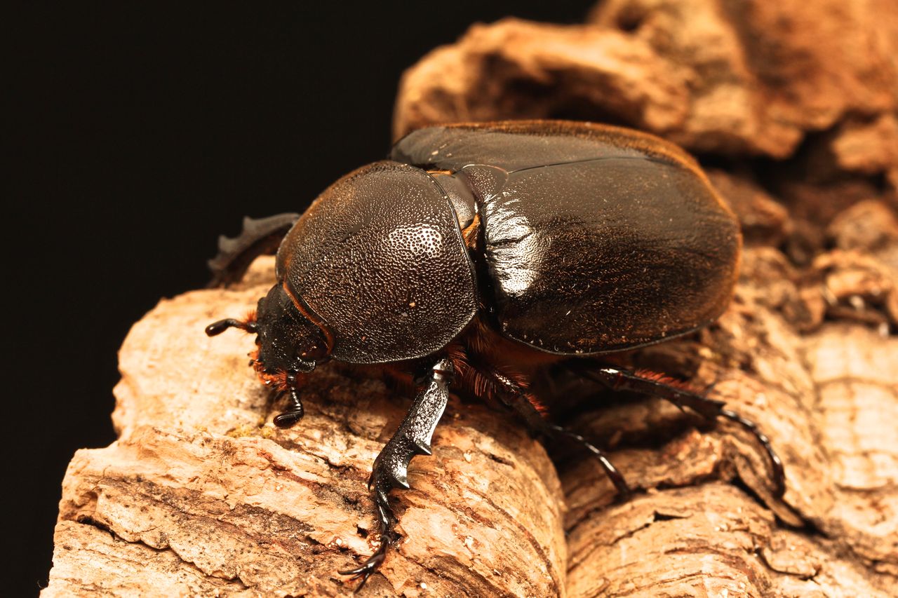 ケブカヒメカブト飼育記 : オオカブトの部屋