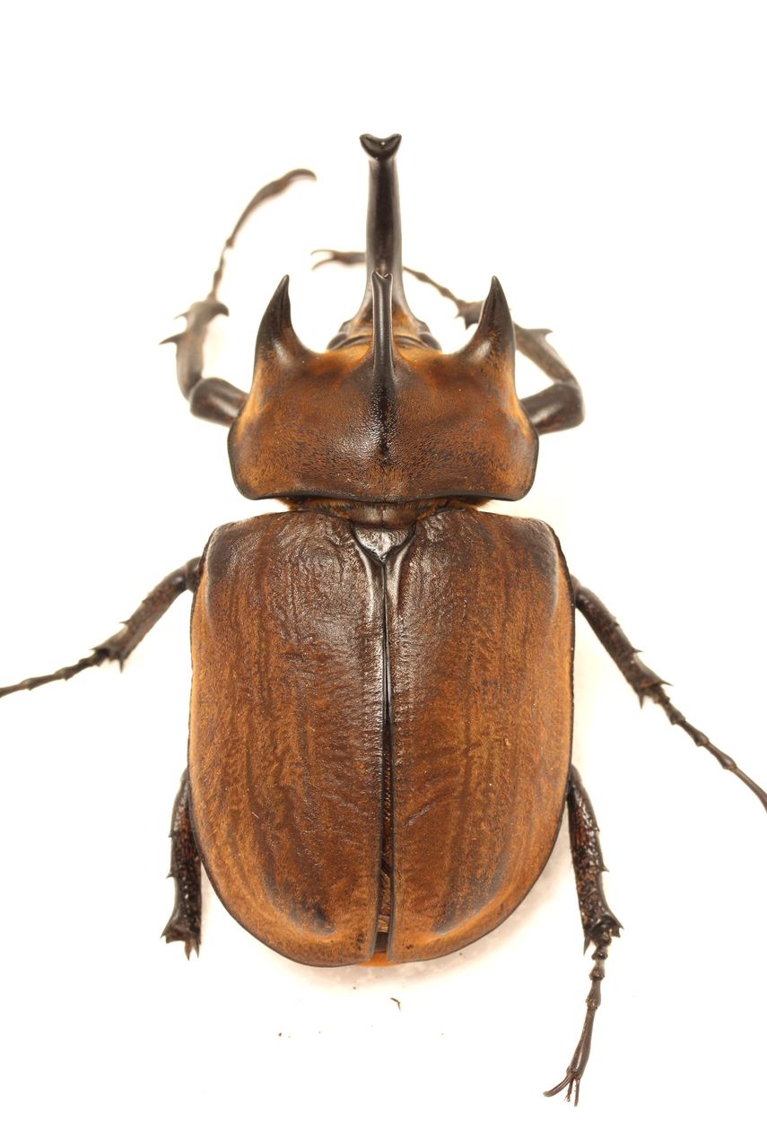 ギアスゾウカブト飼育記 産卵セット〜採卵 : オオカブトの部屋 ギアスゾウカブト飼育記 産卵セット〜採卵 : オオカブトの部屋