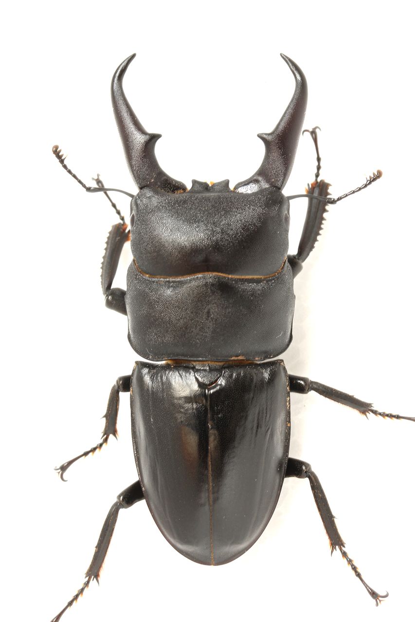 ヒラタクワガタ7匹セット 最大70㎜