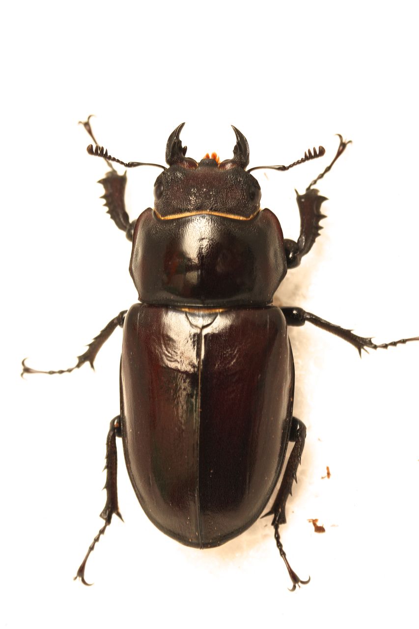 □□ 大型 ユダイクス ミヤマ 初2令10頭（2系統）（ユダイクス