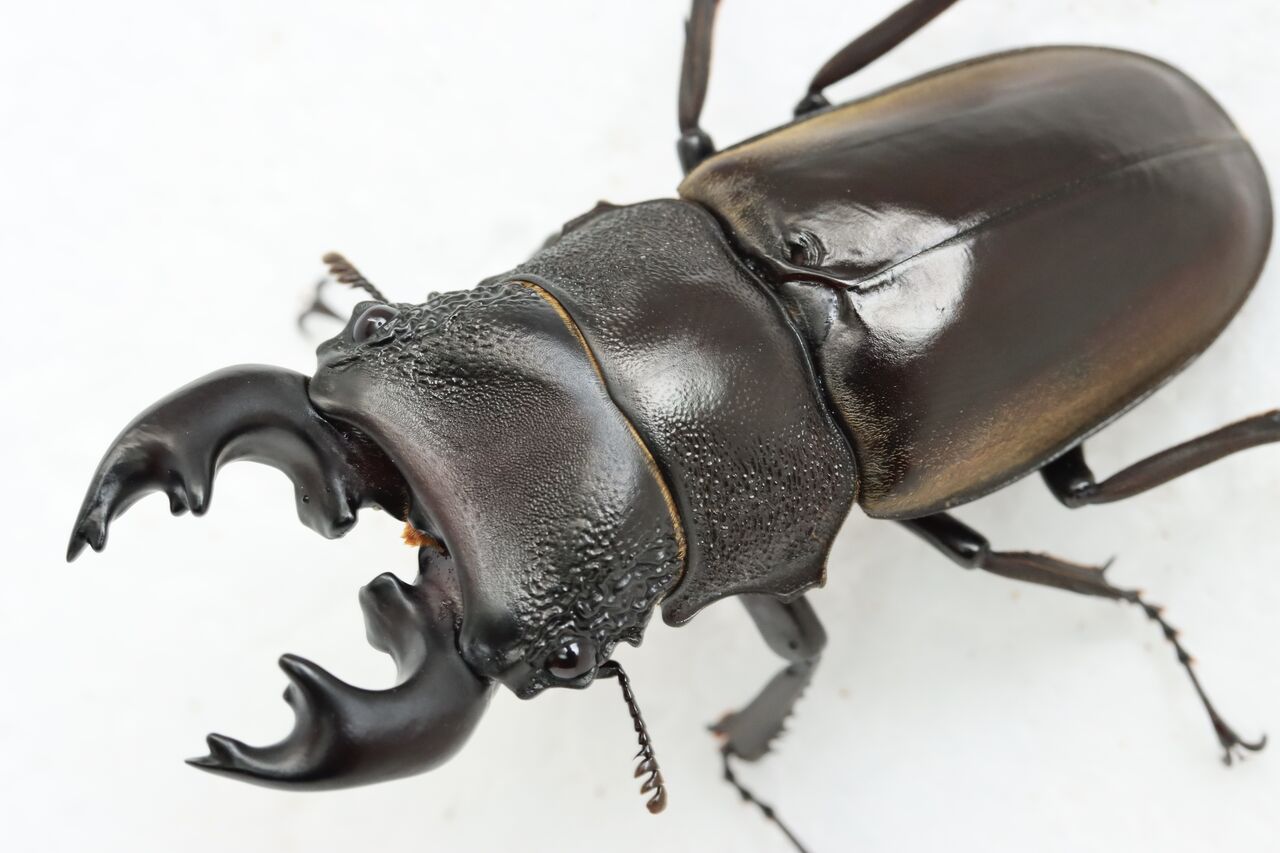 ルマウィノコギリクワガタ初令幼虫4匹セット ルマウィノコギリクワガタ 飼育記 : オオカブトの部屋