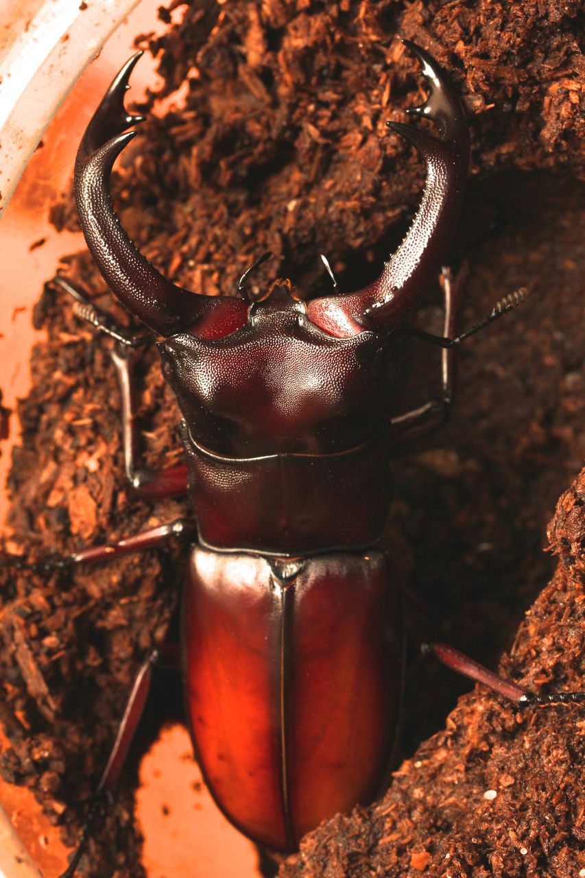 マンディブラリスフタマタクワガタ飼育記 キルヒナー羽化 オオカブトの部屋