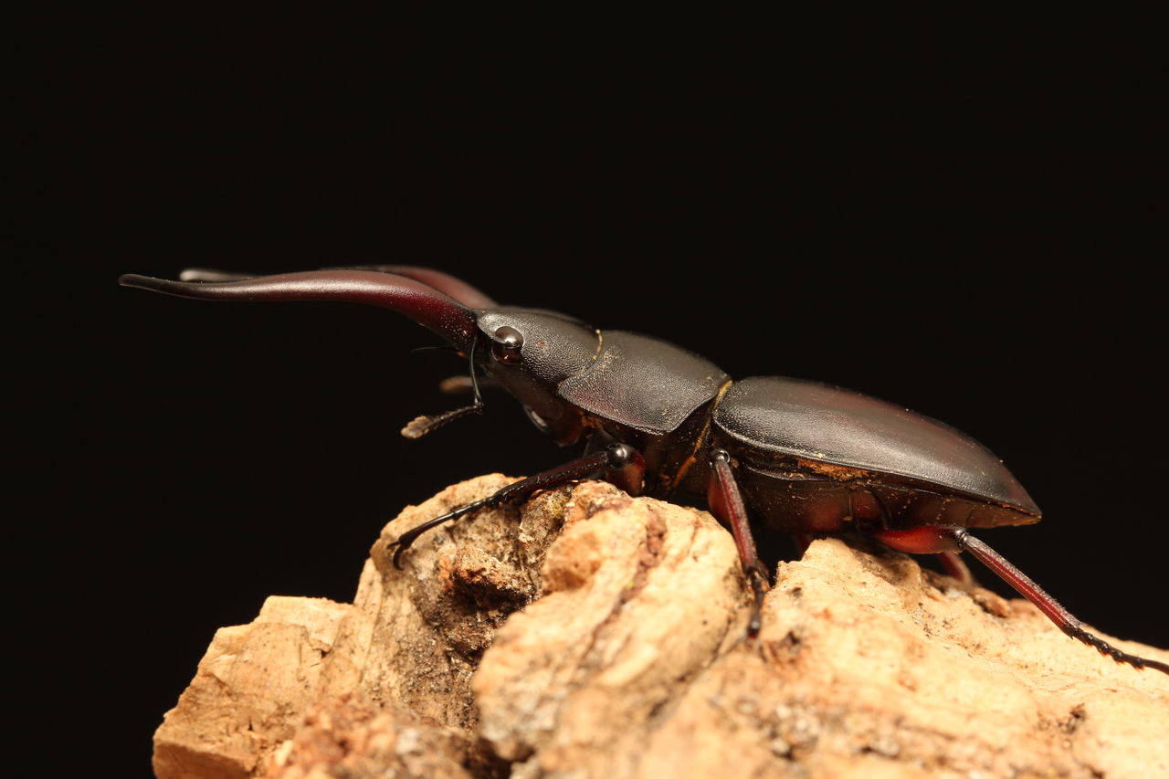 グラキリスノコギリ49ミリ♂♀ペア No.4614