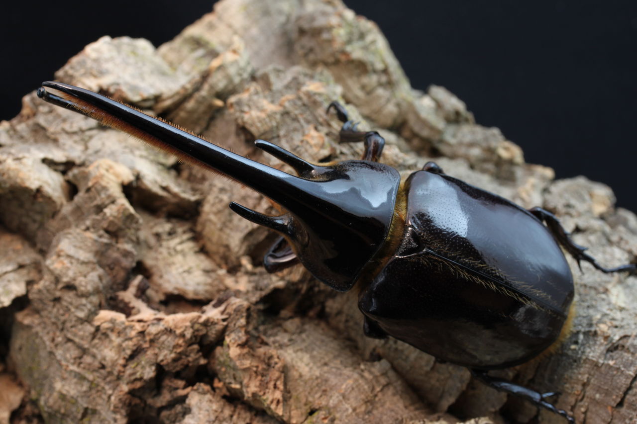 ネプチューンオオカブト ブリード開始 オオカブトの部屋