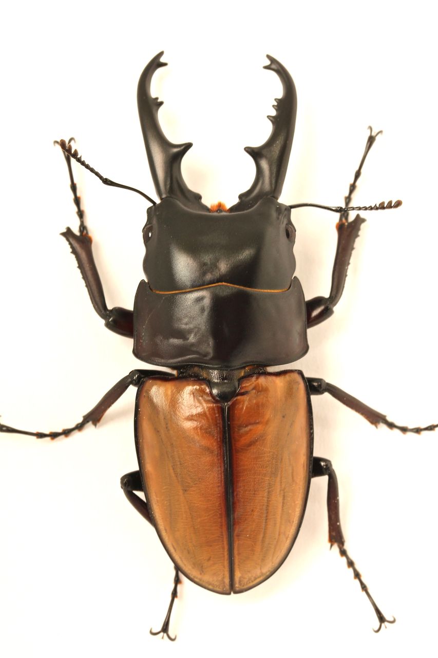 ラフェルトノコギリクワガタ飼育記 : オオカブトの部屋