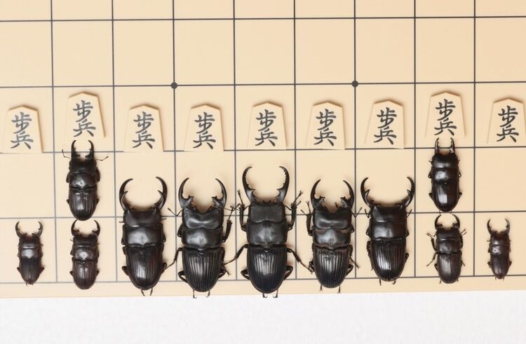 特大クーランネブトセット 64mm47mm35mm o1080060715406928892.jpg?cax=