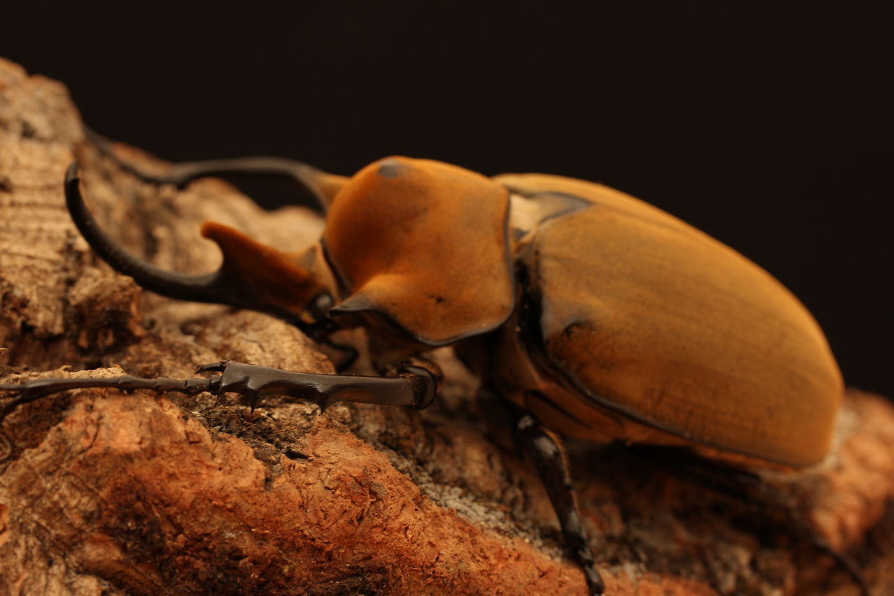 ♂82g♀65gペア【種親大型血統】エレファスゾウカブト 3令幼虫 ゾウカブト最美麗種DDAエレファスゾウカブト 成虫 ペア