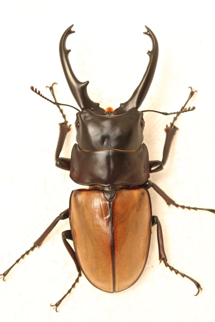 ラフェルトノコギリクワガタ飼育記 : オオカブトの部屋