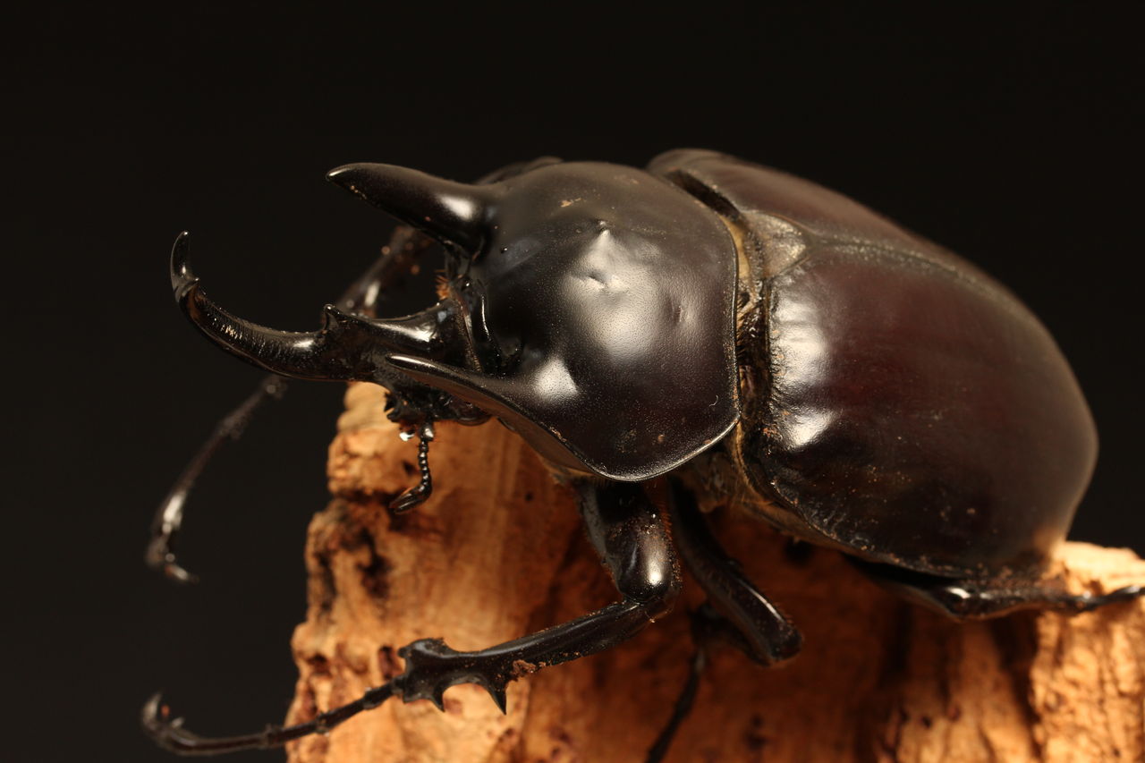 T*u様 アクティオンゾウカブト 楽天市場】最重量BIG！【DDA】レックスゾウカブト(アクティオン