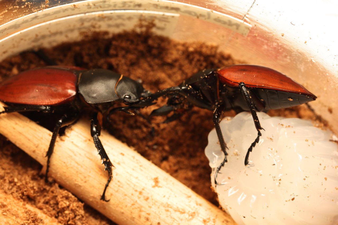 ニティドゥスマルバネクワガタ飼育記 : オオカブトの部屋