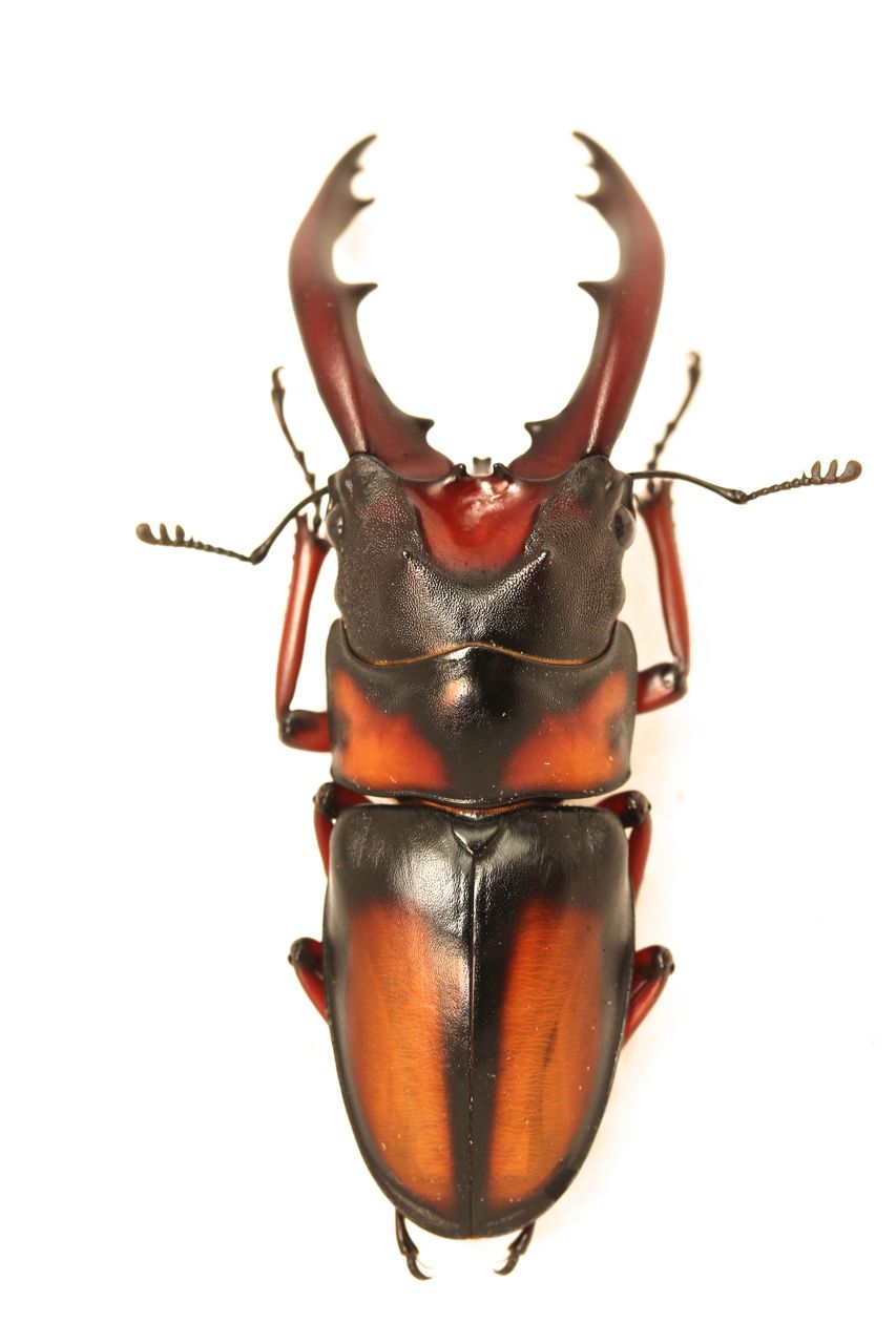 ミラビリスノコギリ飼育記 羽化 : オオカブトの部屋