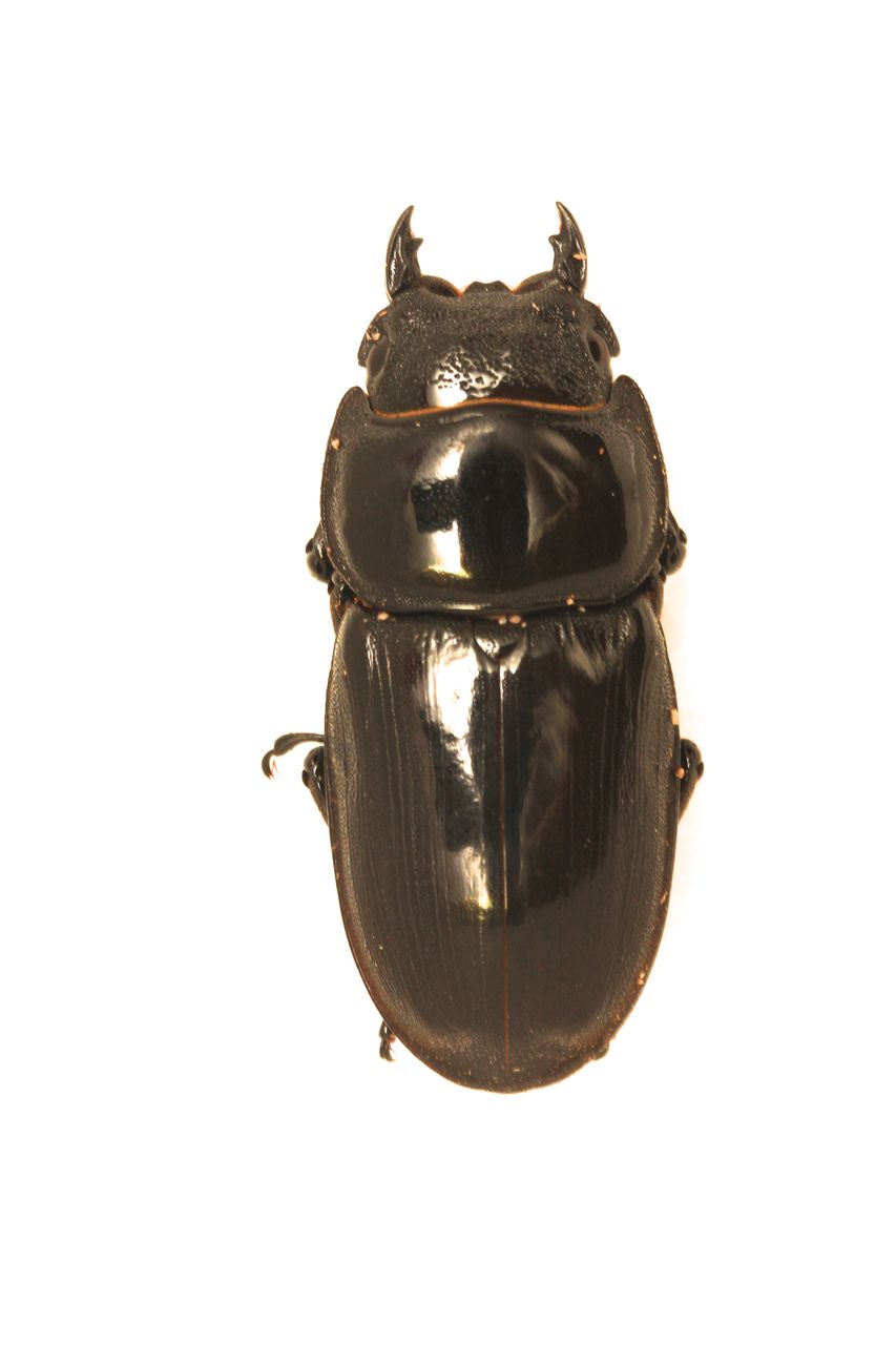 アルキデスオオヒラタ飼育記 : オオカブトの部屋