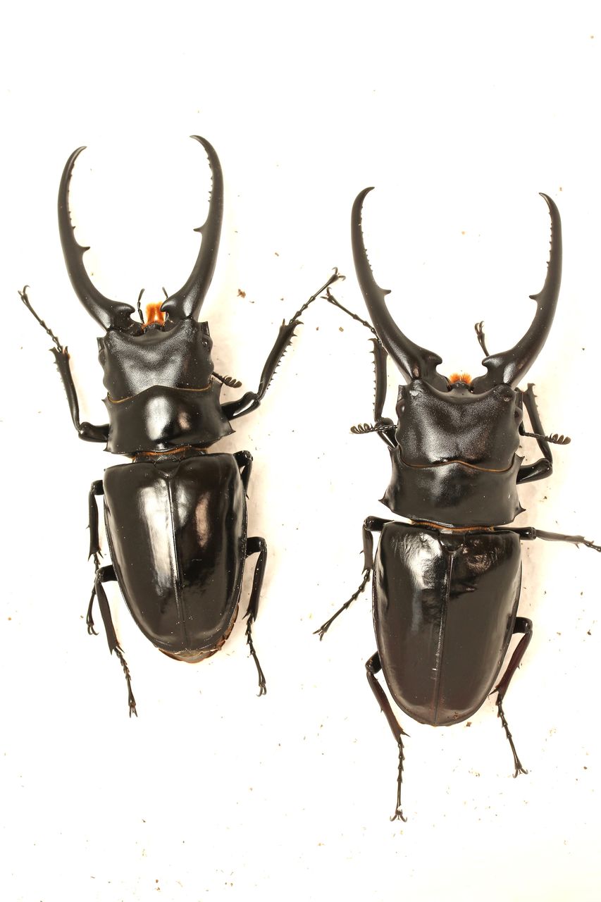 コンフキウスノコギリクワガタ 新成虫 2♀ コンフキウス
