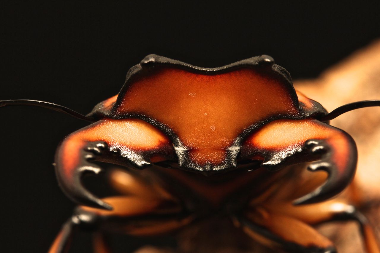 メンガタクワガタ飼育記 : オオカブトの部屋