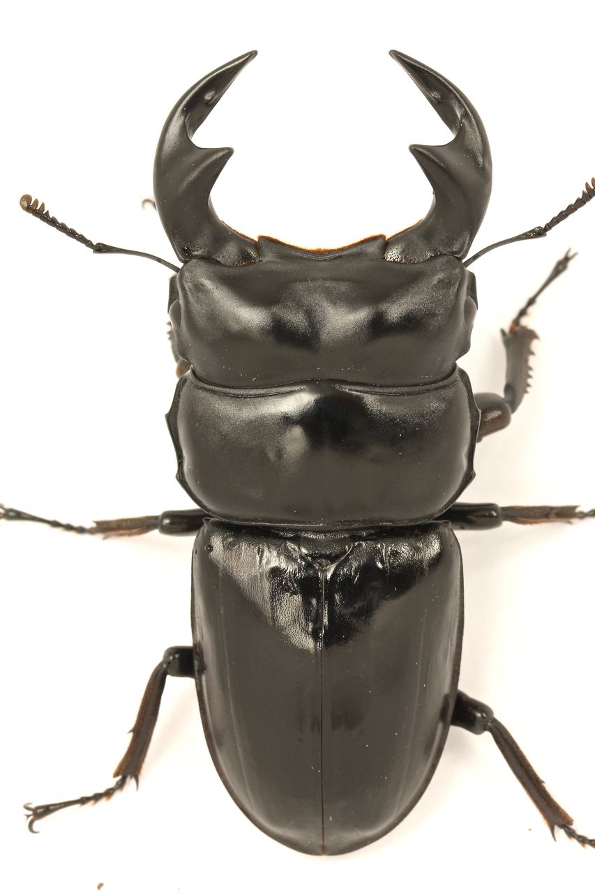 マレーアンタエウス(ドルクスマンB血統)飼育記 羽化 : オオカブトの部屋