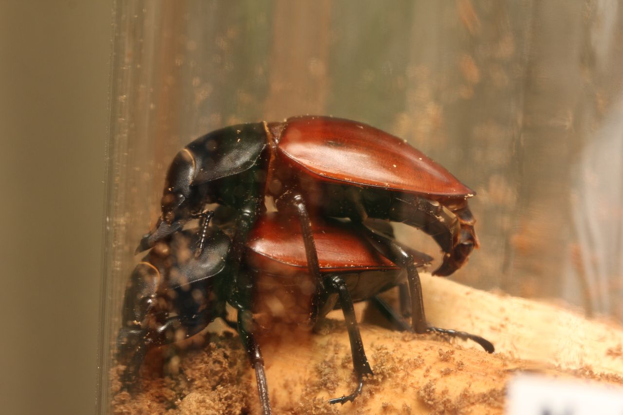 ニティドゥスマルバネクワガタ飼育記 : オオカブトの部屋
