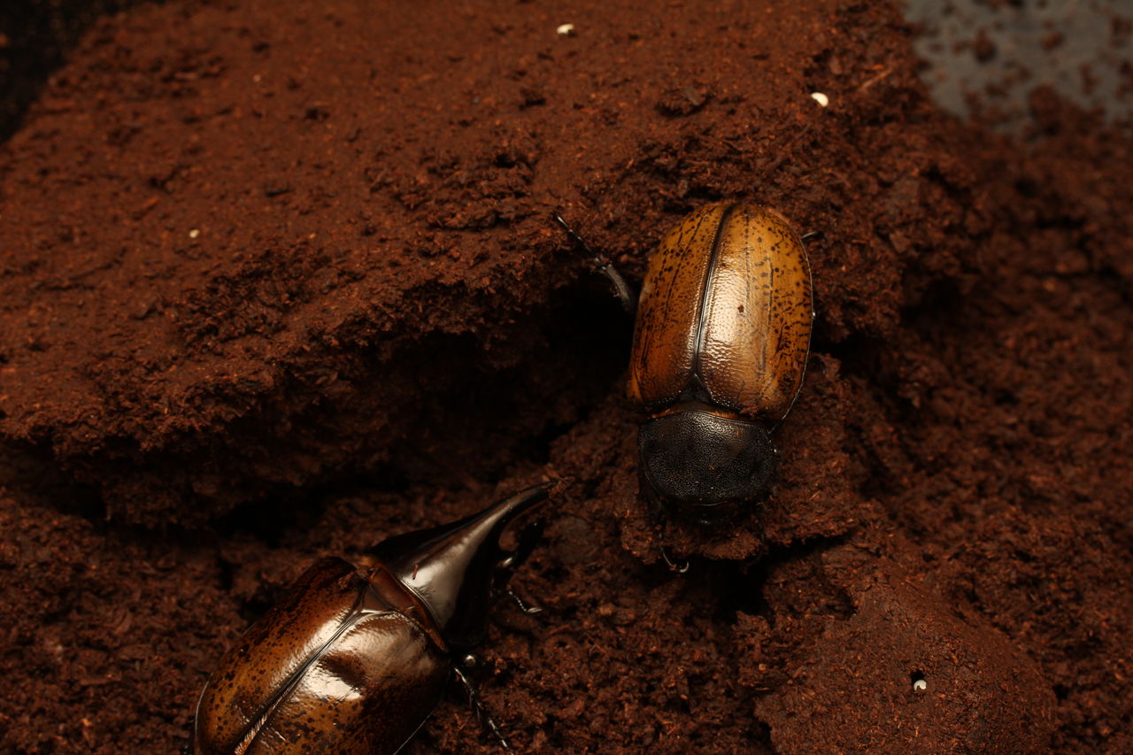 マヤシロカブト飼育記 : オオカブトの部屋