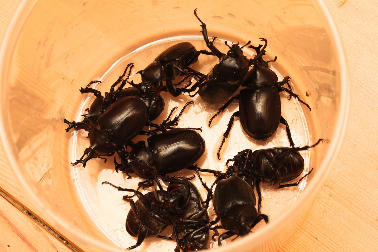 国産カブト(ヤマトカブト)飼育記 2015〜2016編 : オオカブトの部屋